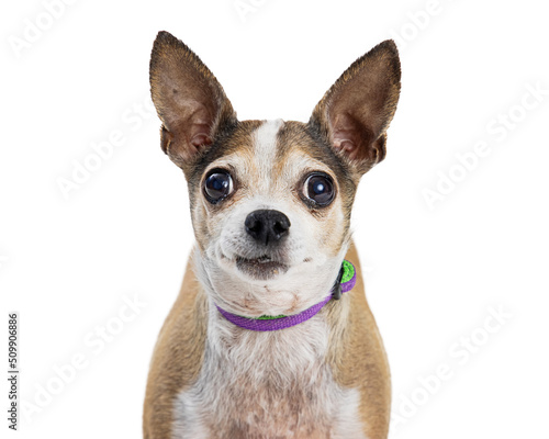 Canvas Print Closeup Chihuahua Dog Big Eyes