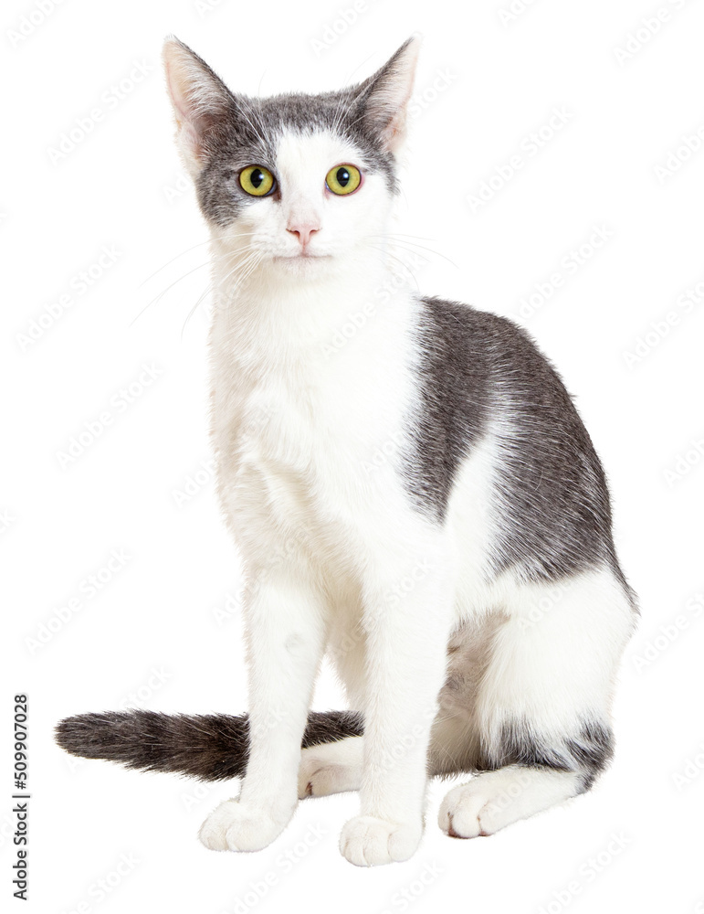 Obraz premium Happy Grey and White Shorthair Cat Sitting