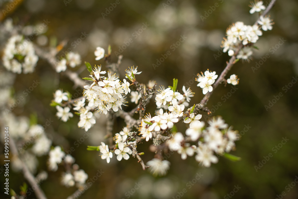 Blütenzeit Blütenzeit