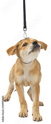 Photography Puppy Leash Training