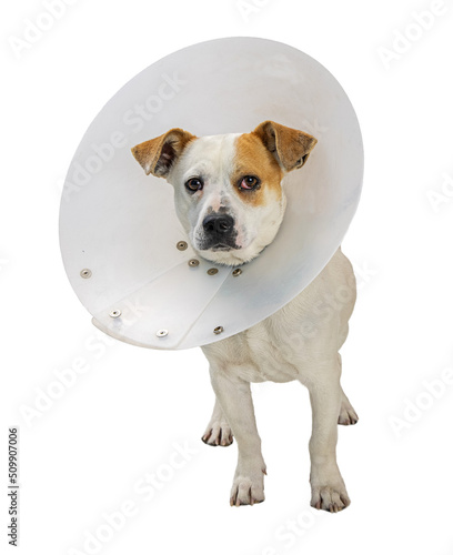 Photography Dog With Eye Injury Wearing Cone