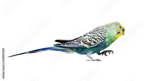 Fotografie Pet Parakeet Bird