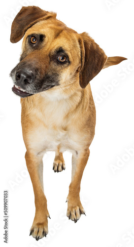 Attentive Dog Head Cocked Looking Forward  