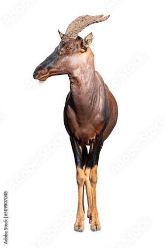 Canvas Print Topi Facing Forward Looking Side