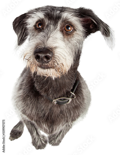 Print op canvas Mixed Terrier Breed Dog Begging