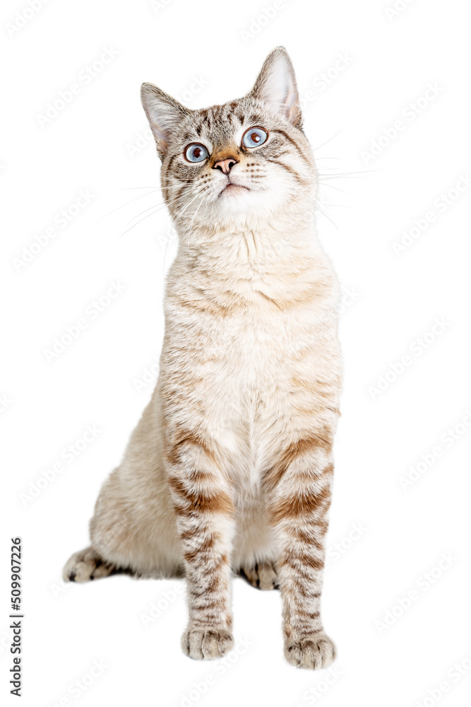 Obraz premium Pretty Cat Sitting Up Tall