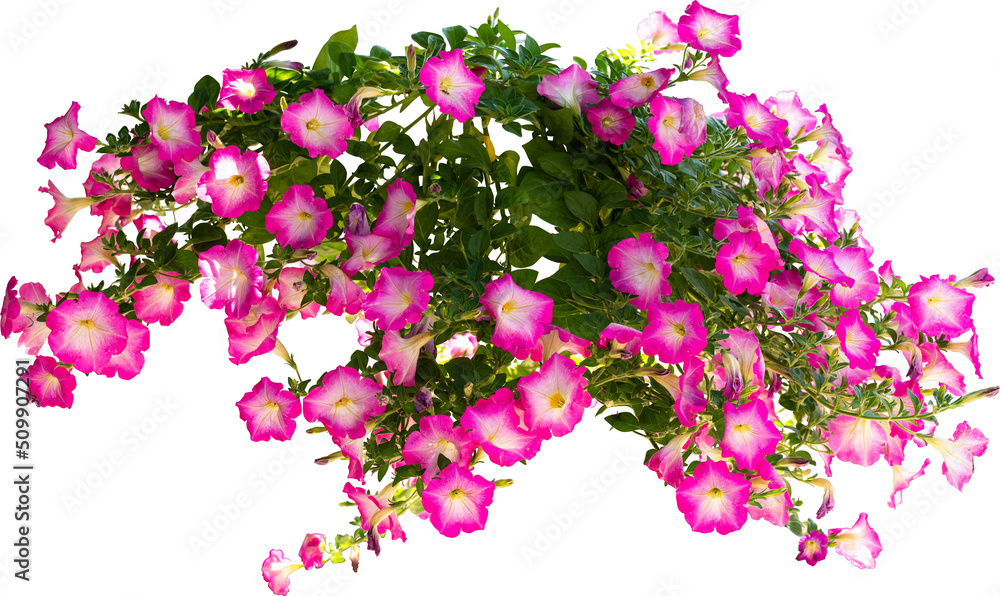 Pink Flower Shrubbery Isolated