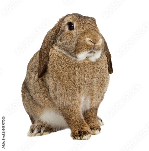 Brown lop earred rabbit sitting down