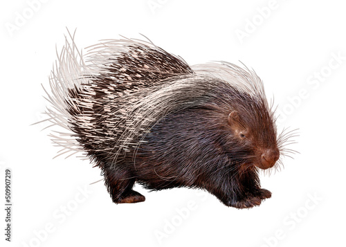 Canvastavla Porcupine Facing Side