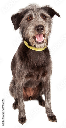 Photography Happy Scruffy Mutt Dog