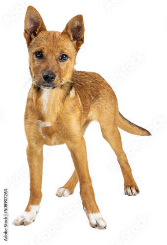 Canvas Print Yellow Crossbreed Puppy Standing Looking Forward