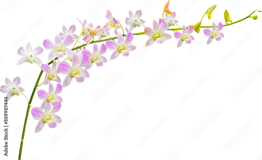 Purple Orchids Flowers Isolated