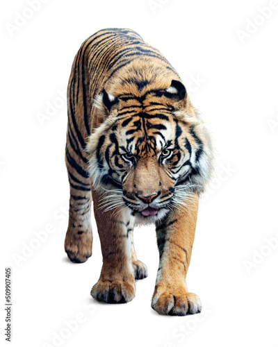 Sumatran Tiger Walking Forward