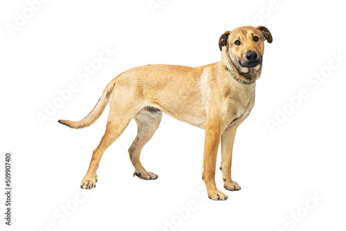 Canvas Print Mixed yellow Lab and Shepherd Dog