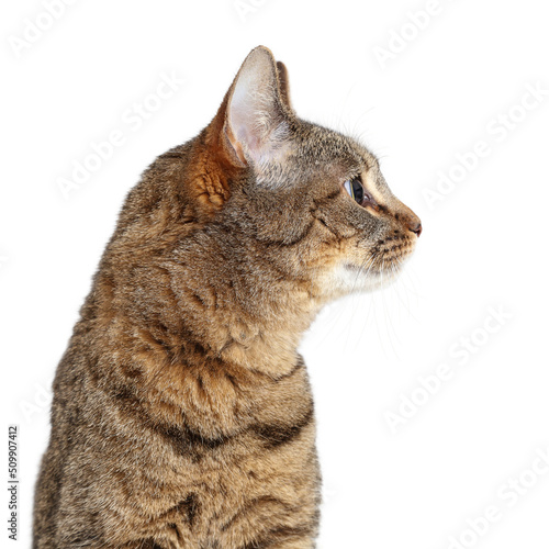 Fototapeta Naklejka Na Ścianę i Meble -  Closeup Tabby Cat Facing Side  