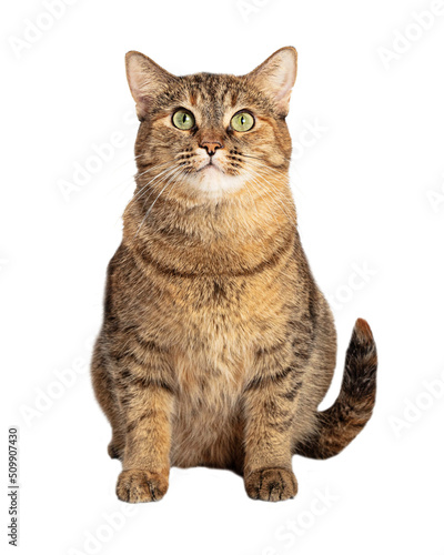 Obraz na plátně Large brown and black tabby cat sitting