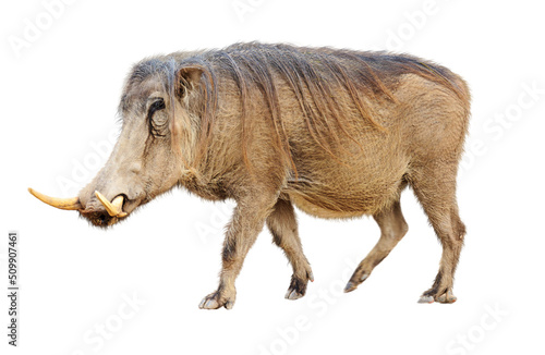 Tableau sur toile Warthog Facing Side