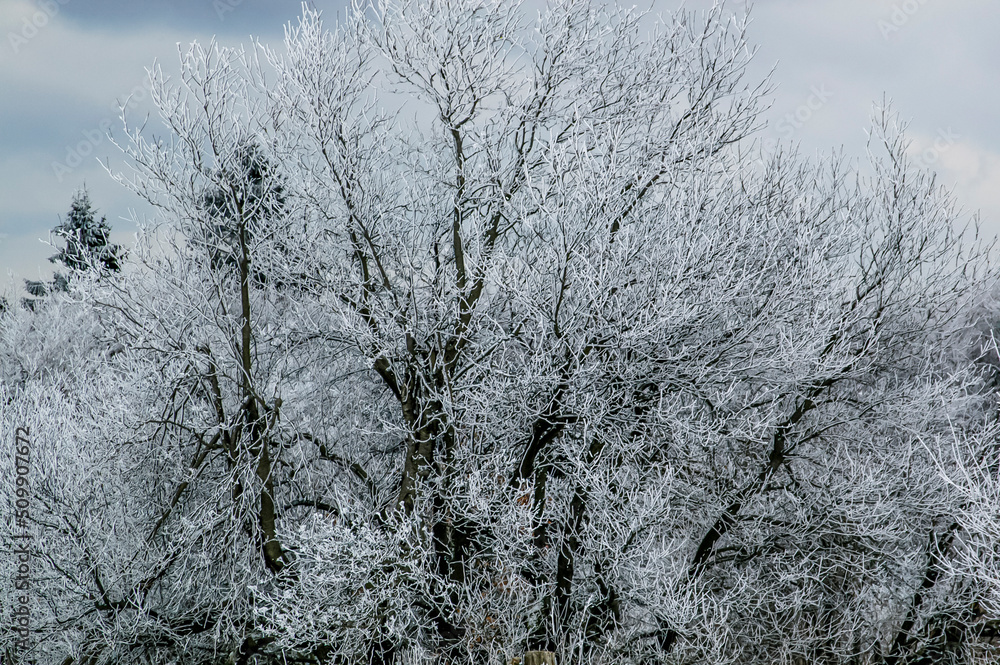 Die vereisten Baumkronen eines Waldes im Winter bei grauem, aschfahlen Licht Die vereisten Baumkronen eines Waldes im Winter bei grauem, aschfahlen Licht