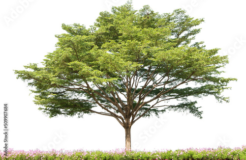 Terminalia Ivorensis Tree Isolated photo