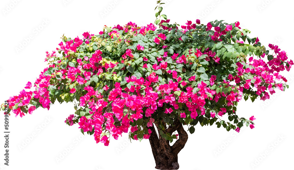Fototapeta premium Bougainvillea Flower Tree Isolated