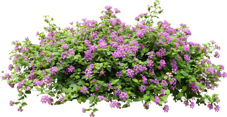 Purple Flower Shrubbery Isolated