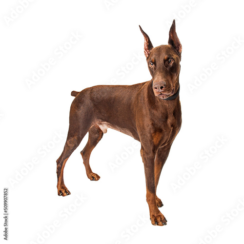Red Doberman Pinscher Dog PNG File Fototapete
