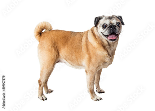 Photography Purebred Pug Dog Standing Side Looking Forward
