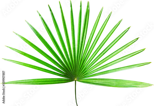 Palm Tree Leaf Isolated