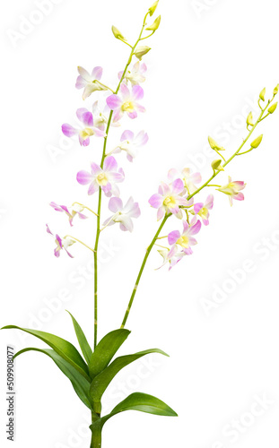 Pink Orchids Flowers Isolated © sakdam