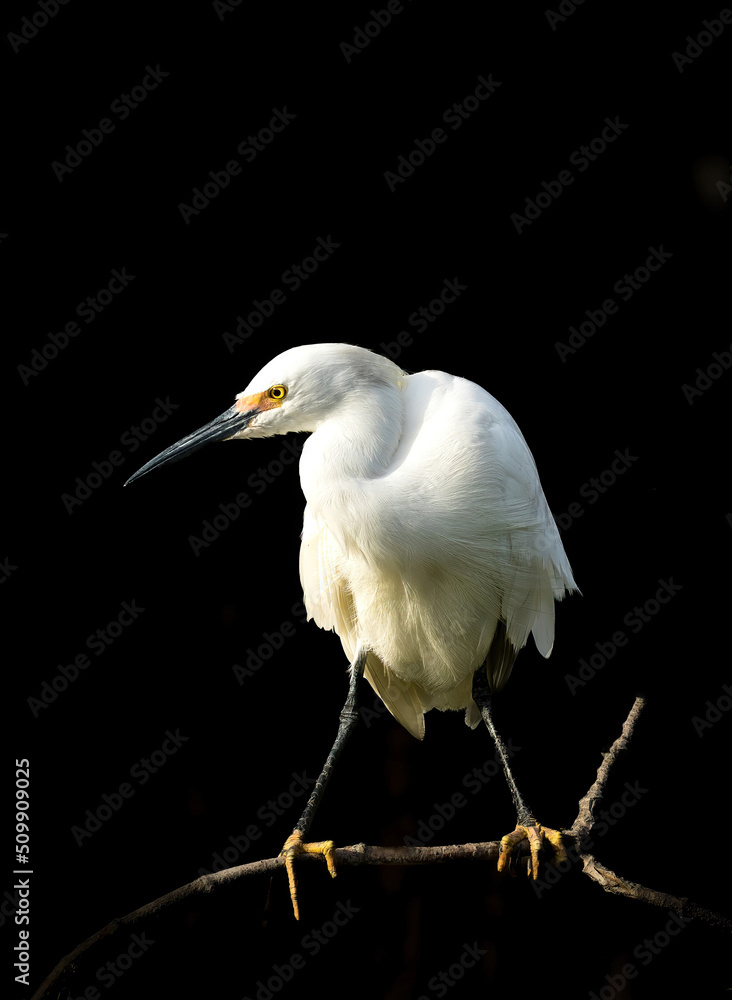 Fotografie A snowy egret with a black background