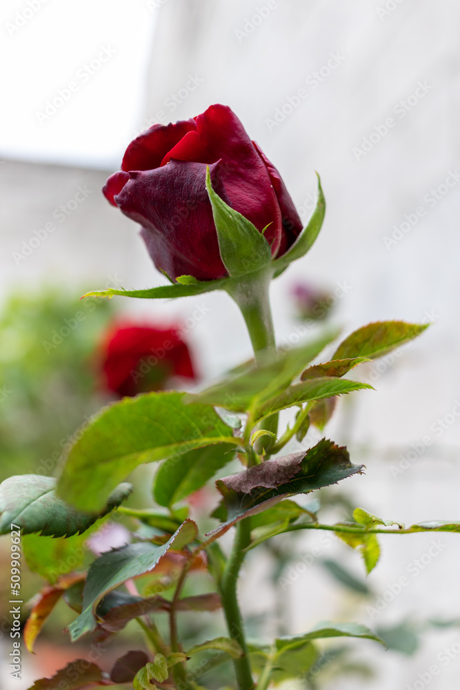 Red rose in a garden selective focus