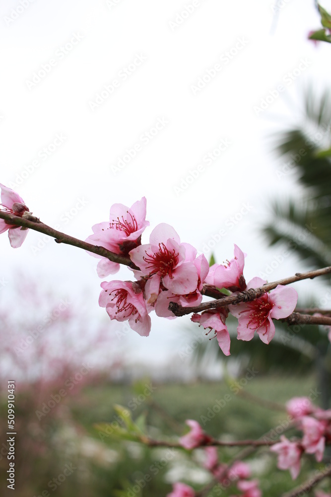 Flor de melocotonero