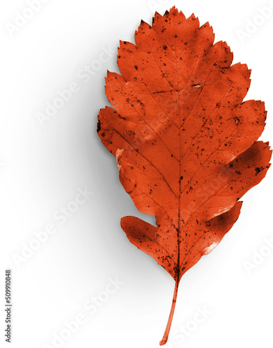 Papier peint Autumn Leaf