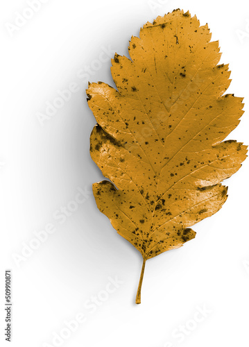 Autumn Leaf