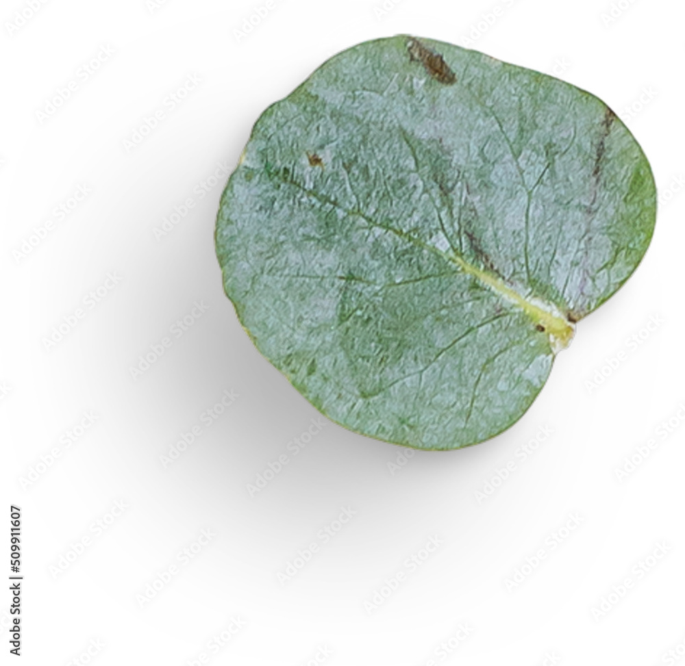 Naklejka premium Eucalyptus Leaf