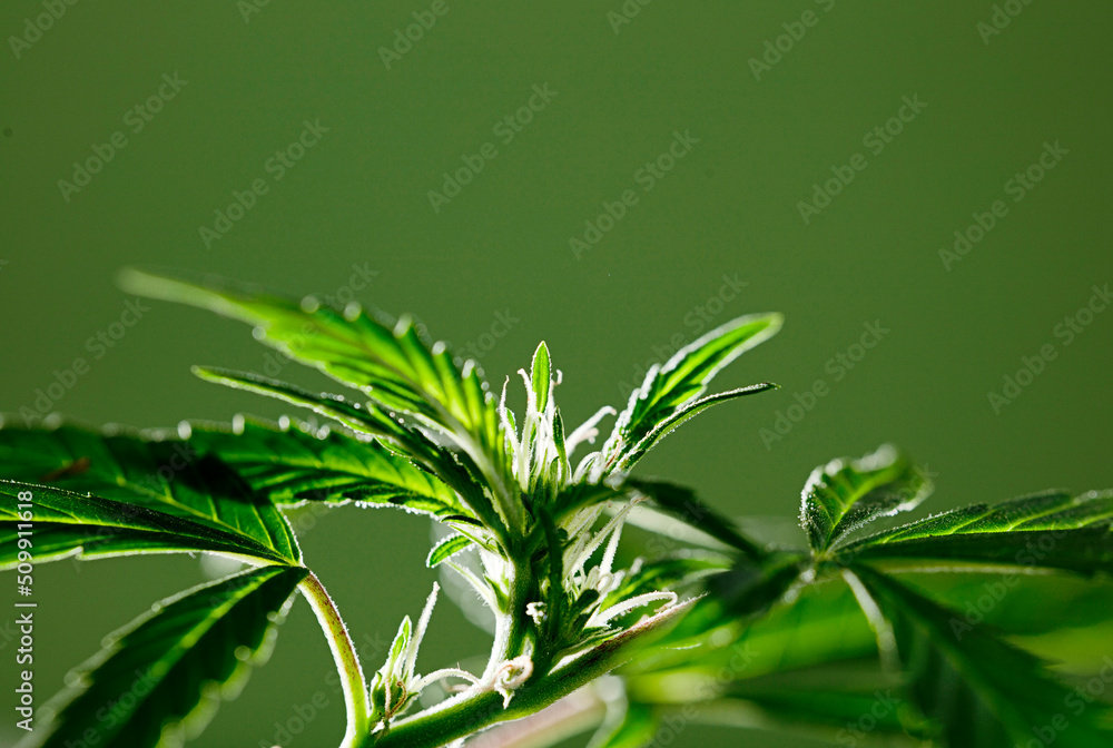 Macro photo of isolated marijuana flower with green background Macro photo of isolated marijuana flower with green background