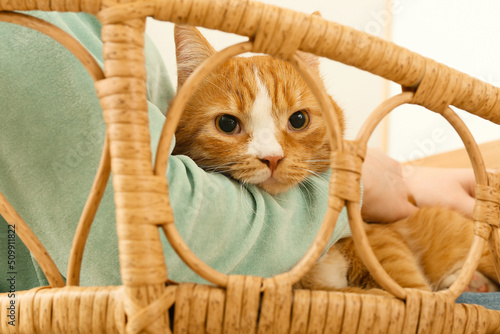 Woman with cute cat at home...