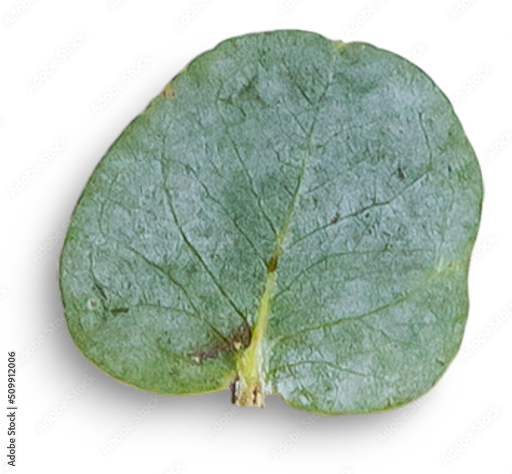 Naklejka premium Eucalyptus Leaf