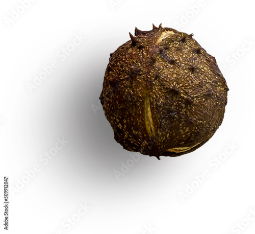 Obraz na płótnie Horse Chestnut With Shell