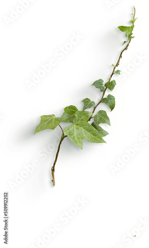 Ivy Stem