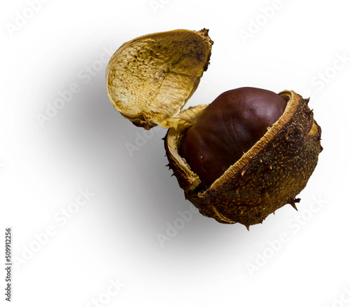 Obraz na płótnie Horse Chestnut With Shell