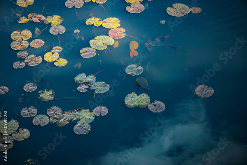 Water lily pads with cloud reflection in deep blue water