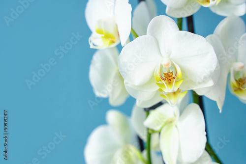 Closeup view of beautiful blooming orchid flowers on blue background