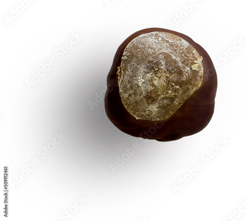 Obraz na płótnie Horse Chestnut