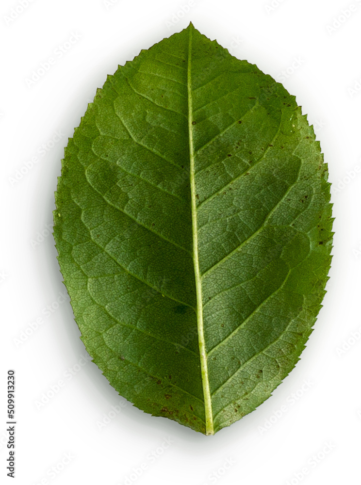Obraz premium Rose Leaf Back