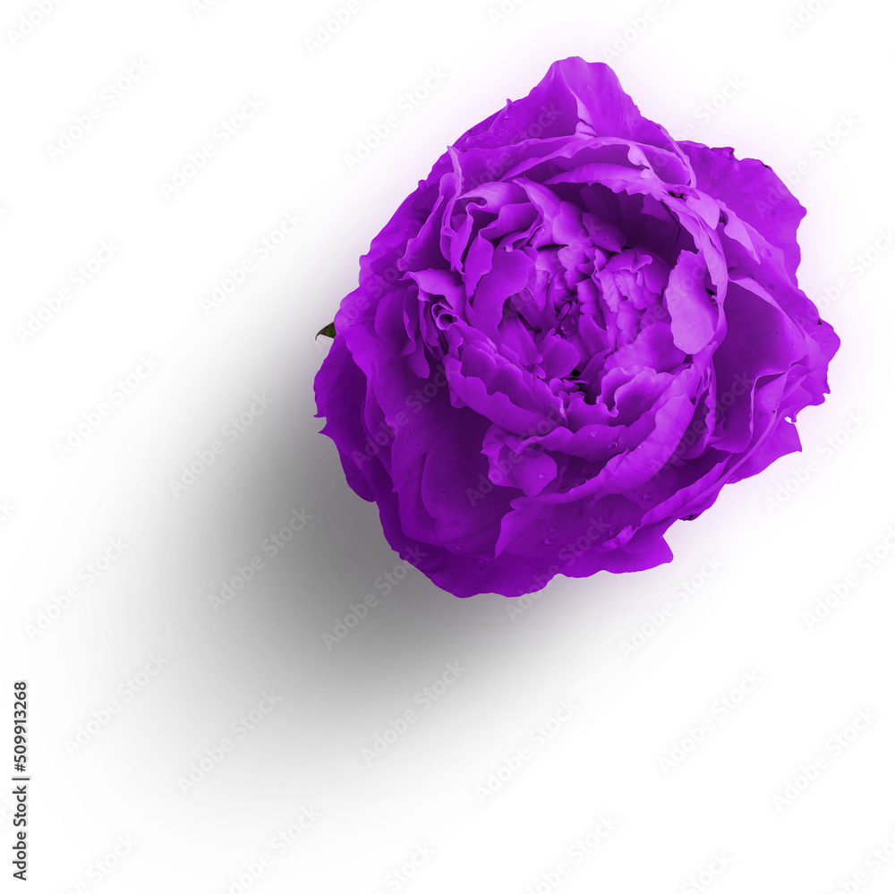 Obraz premium Peony Purple