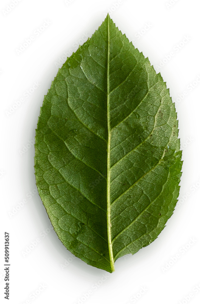 Obraz premium Rose Leaf Back