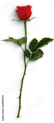 Photography Rose with Stem Red