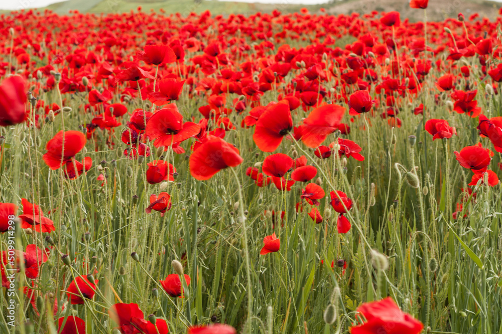 Obraz premium Campo de amapolas