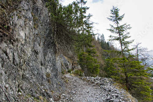 Wald in den Bergen 